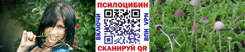 Галлюциногенные грибы Psilocybe  Чекалин 